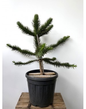 Araucaria araucana /...
