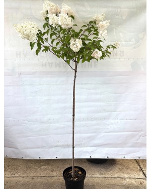 Hydrangea paniculata 1/2 /...
