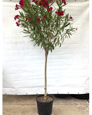 Nerium Oleander 1/2 / Зокум...