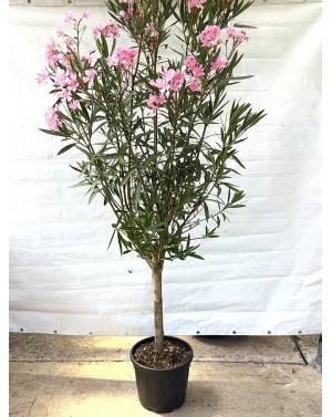 Nerium Oleander / Зокум щам