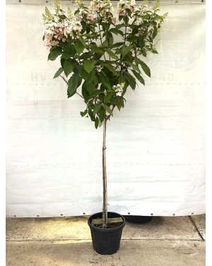Hydrangea paniculata...