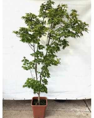 Acer palmatum 'Orange...