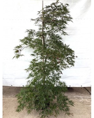 Acer dissectum 'Orangeola'...