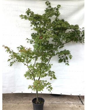 Acer palmatum 'Katsura' /...