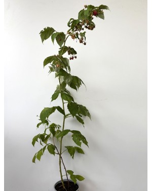 Малина / Rubus ideaus