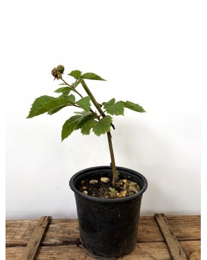 Къпина / Rubus fruticosus