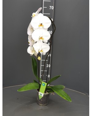 Орхидея Фаленопсис/...
