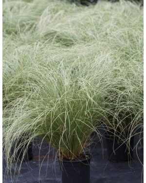 Карекс /Carex comans Amazon...